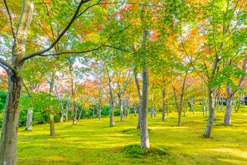 Naklejka premium 箱根美術館の紅葉