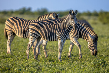 Fototapeta na wymiar Three Common Zebras grazing on savanna