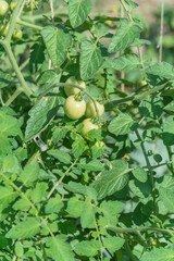 Load of green mini tomatoes on string trellis support at backyard garden in Texas, America
