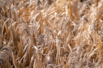 Fototapeta premium 枯れ草