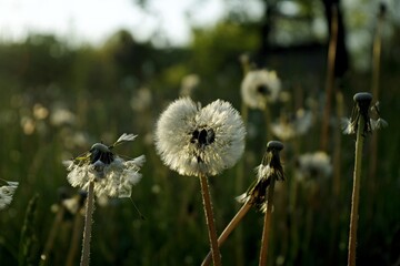 A close up of the head of a white fluffy dandelion plant. puffy dandelion with seeds in morning...