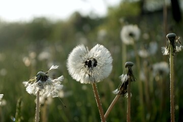 A close up of the head of a white fluffy dandelion plant. puffy dandelion with seeds in morning...