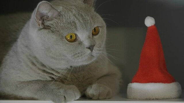 Big fluffy and lazy  british cat sit near the red christmas hat. Animal portrait of cat in red christmas hat. Close-up of cat's happy face. British cat celebrate Christmas and New Year. 