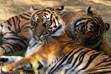 Fototapeta na wymiar Sumatran tigers (Panthera tigris sumatrae)