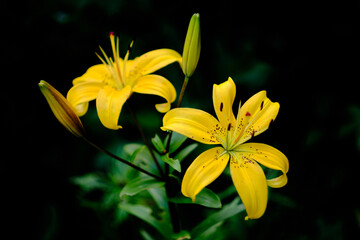 Fototapeta na wymiar Beautiful blooming yellow lilies on a black background. Selective focus.