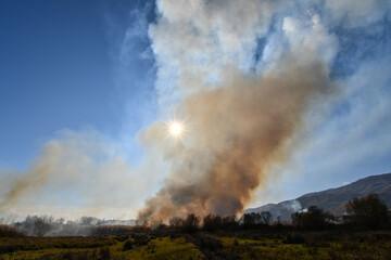 Wildfire in the field with dry grass, corn fields, reeds. Thick black smoke rises high and the sun is seen behind the smoke.