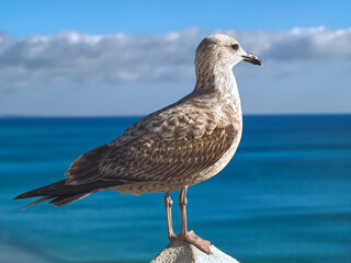 Macro of a seagull with brown wings, symbol for freedom