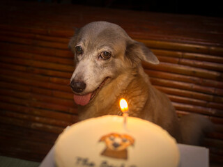 A beautiful dog and her birthday cake. Celebration of a loving dog's birthdate. Warm candlelight...