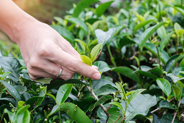 Woman Hand picking up young shoot tea leaves at a tea garden hill in the morning. Agriculture and natural background.