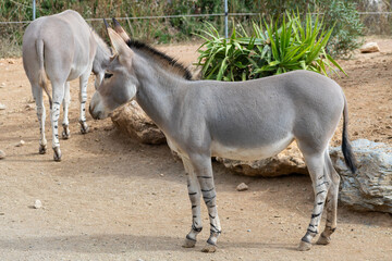 Somali wild ass (Equus asinus somalicus)