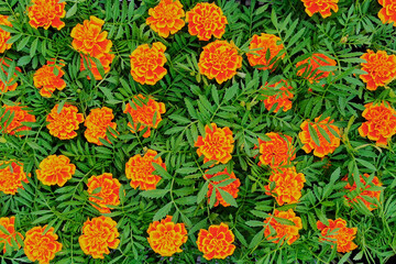 Background of many blooming red-orange flowers in green leaves.