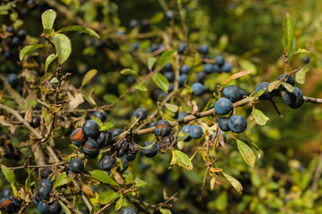 Reife Schlehen im Herbst/ Früchte des Schlehdorn (lat.: Prunus spinosa) in einer Schlehenhecke