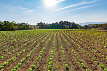 高地の野菜畑