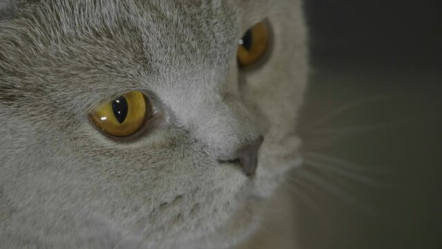 Close up portrait of a big fluffy british cat looking around. Cat looking funny.