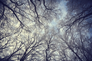 branches covered with hoarfrost background, abstract landscape snow winter nature frost