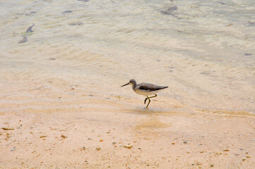 Common Greenshank (Tringa nebularia) on the water's edge on the tropical beach on a sunny day