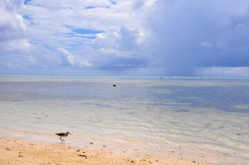 Common Greenshank (Tringa nebularia) on the water's edge on the tropical beach on a sunny day