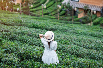 Happy tourist woman in white dress enjoy beautiful Tea garden.Traveler visiting in Ban Rak Thai...
