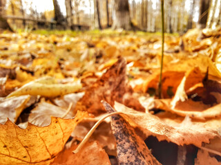 Ground after leaf fall.