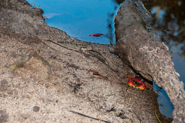 Neosarmatium meinerti red and yellow crab under a rock in the wetland