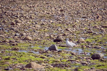 pigeons on the ground