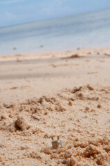 Fototapeta na wymiar Horned Ghost Crab on the beach. Seychelles islands
