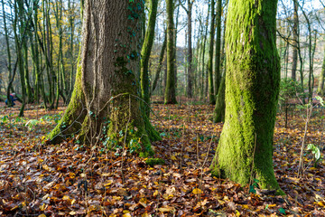 Wald in Odenthal | B&auml;ume am Fluss im Herbst