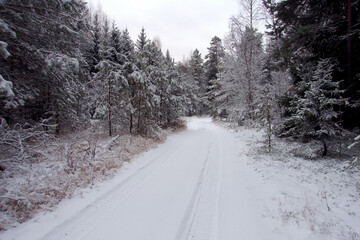 Winter frosty day in a beautiful snowy forest. Pine forest covered with snow. The road in the snowy forest.
