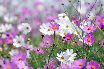 Obraz premium Cosmos CU