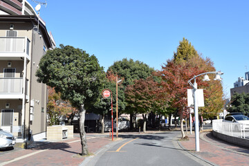 Fototapeta na wymiar Street with Autumn leaves at Iruma City, Saitama Prefecture, Japan