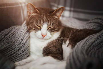 A cute domestic tabby cat is lying on the sofa, covered with a warm gray wool blanket and squinting...