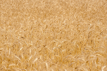 Fototapeta premium Wheat field. Ripe golden ears of wheat as background.