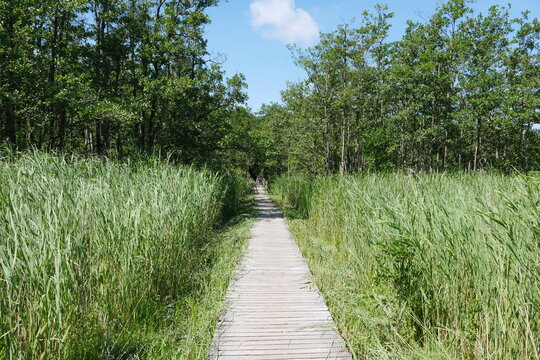 Naturschutzgebiet Dar&szlig;er Ort: Wanderweg,  Bohlenweg, Schilf, Brackwasser, Naturreservat, Kiefern, Urwald, Sandweg, Weg, Pfad und Sandpfad an der Ostsee in Mecklenburg-Vorpommern