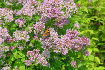 Obraz premium Butterfly urticaria (lat. Aglais urticae) on the flowers of oregano (lat. Origanum vulgare)