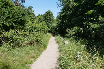 Naturschutzgebiet Darßer Ort: Wanderweg,  Brackwasser, Naturreservat, Kiefern, Urwald, Sandweg, Weg, Pfad und Sandpfad an der Ostsee in Mecklenburg-Vorpommern