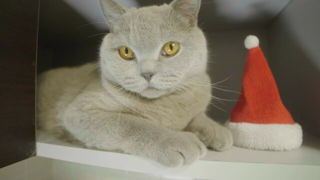 Cute curious cat sitting near the red christmas hat and funny look in cam. Animal portrait of cat in red christmas hat.   British cat celebrate Christmas and New Year. 