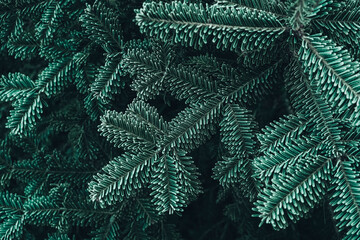 Frozen Christmas trees. Green pine branches are covered with hoarfrost. Winter and Christmas background. Top view. Copy, empty space for text