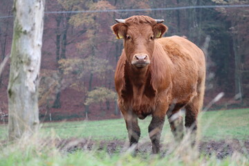 cows in a field