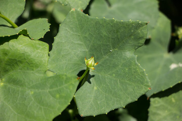 Flower Ivy Gourd  Coccinia grandis