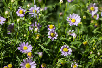 Violet Aster flowers bloom in the garden