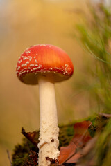Amanite