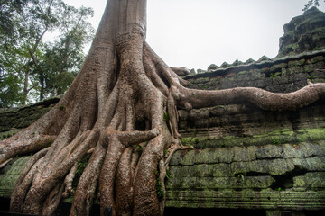  Та Prohm is the temple, it rains in the rainy season.The preserved symbiosis of stone and wood...