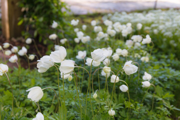 White flowers on the green background in the garden