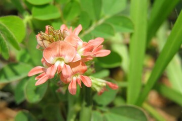 Fototapeta premium Indigofera spicata flowers in Florida nature, closeup