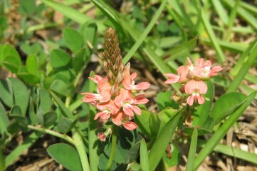 Indigofera spicata flowers in Florida wild, closeup