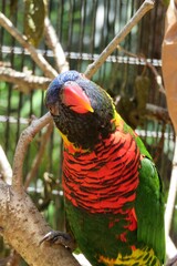 Rainbow parrot in Florida zoo, closeup