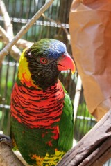 Rainbow parrot in Florida zoo, closeup