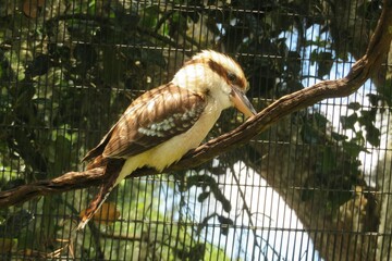 Kookaburra bird on branch in Florida zoo