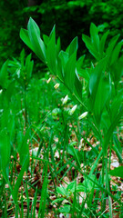 Kokoryczka wielokwiatowa (Polygonatum multiflorum) jest piękną rośliną ozdobną ale również jest rośliną leczniczą