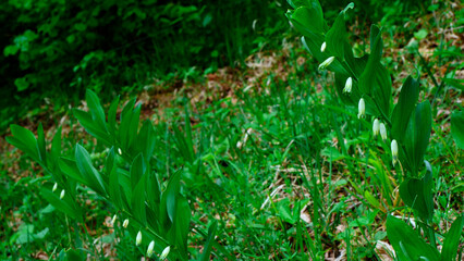 Kokoryczka wielokwiatowa (Polygonatum multiflorum) jest piękną rośliną ozdobną ale również...